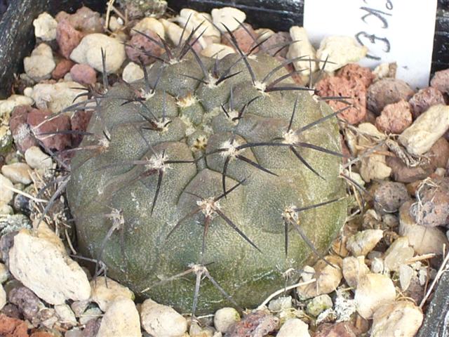 Copiapoa lembckei KK 70