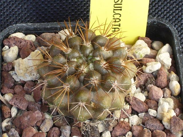 Copiapoa serpentisulcata WM 176