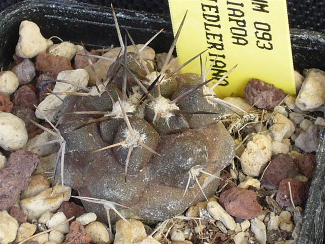 Copiapoa fiedleriana WM 93