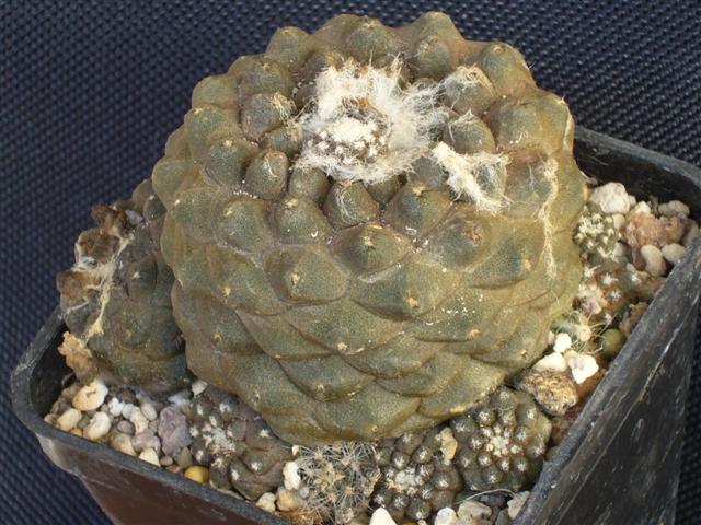 Copiapoa hypogaea v. barquitensis 