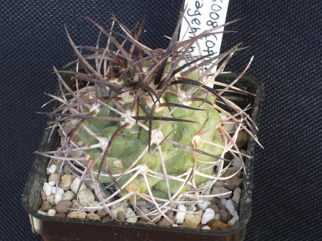 Copiapoa coquimbana v. wagenknechtii 