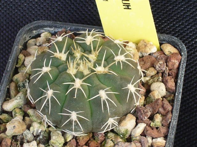 Gymnocalycium quehlianum v. albispinum WR 103 A