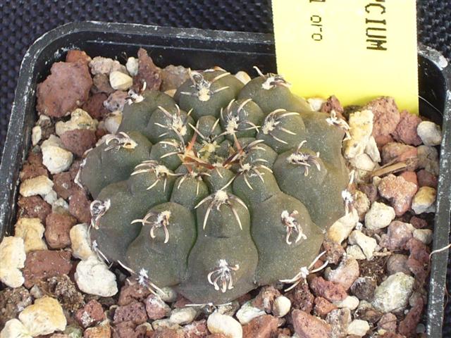 Gymnocalycium quehlianum 