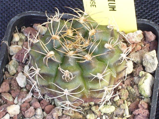 Gymnocalycium damsii v. tucavocense L 361