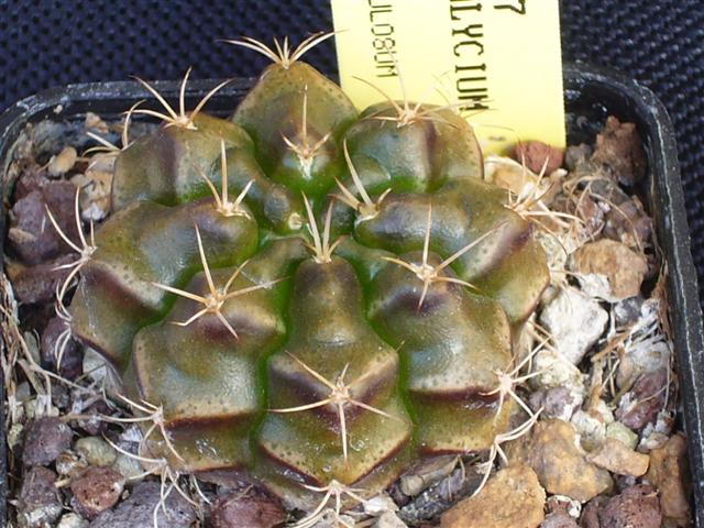 Gymnocalycium damsii v. torulosum KK 497