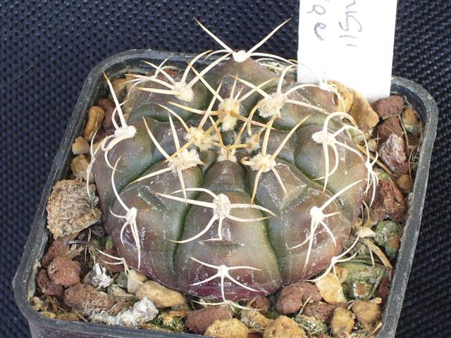 Gymnocalycium damsii ssp. evae STO 983