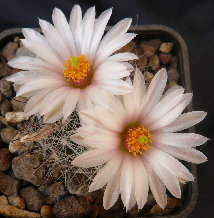 Mammillaria zephyranthoides 