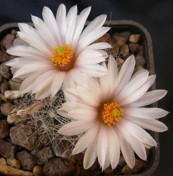 Mammillaria zephyranthoides 