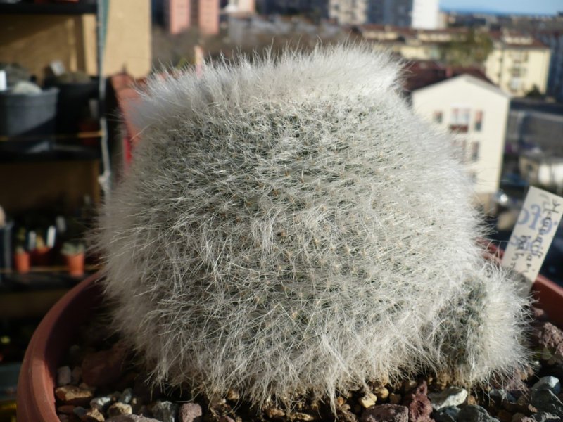 Mammillaria hahniana 