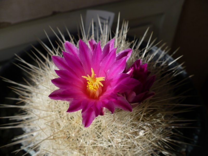 Thelocactus macdowellii 