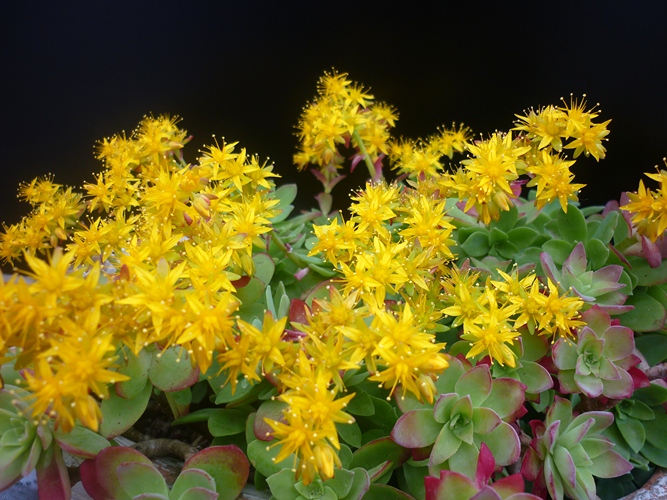 Sedum palmeri 