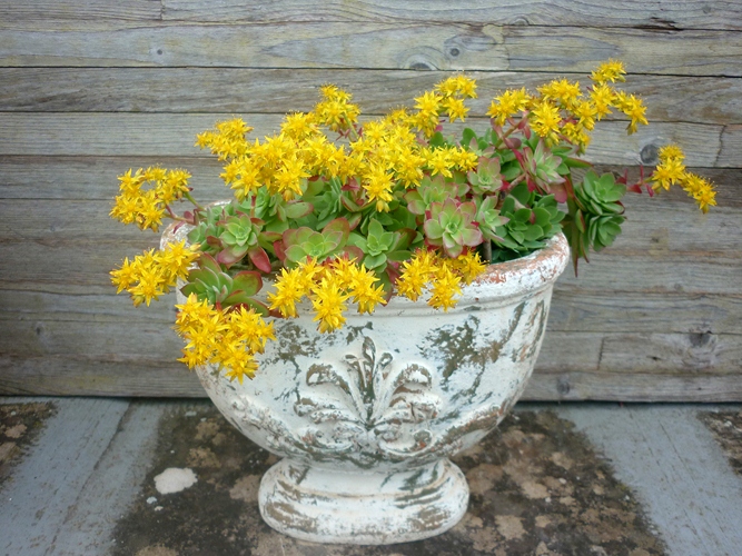 Sedum palmeri 