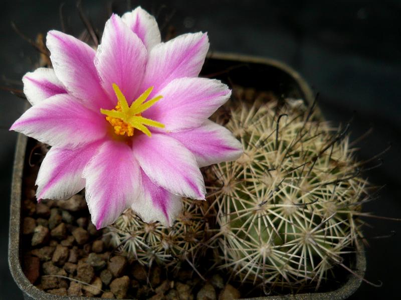 Mammillaria blossfeldiana 