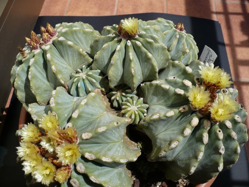 Ferocactus glaucescens v. inermis 