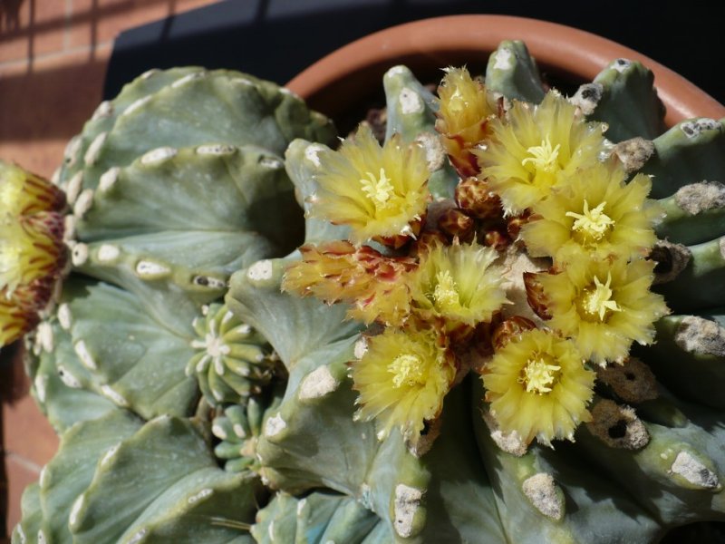 Ferocactus glaucescens v. inermis 