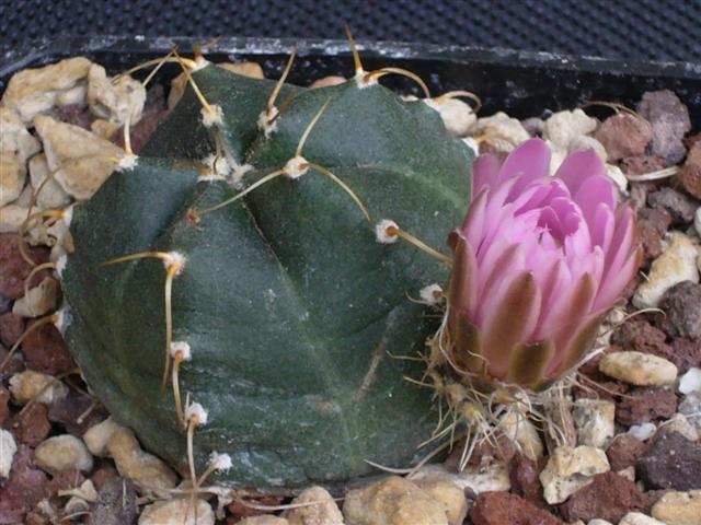 Echinocereus  knippelianus P 284