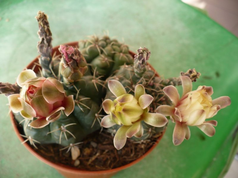 Gymnocalycium baldianum 