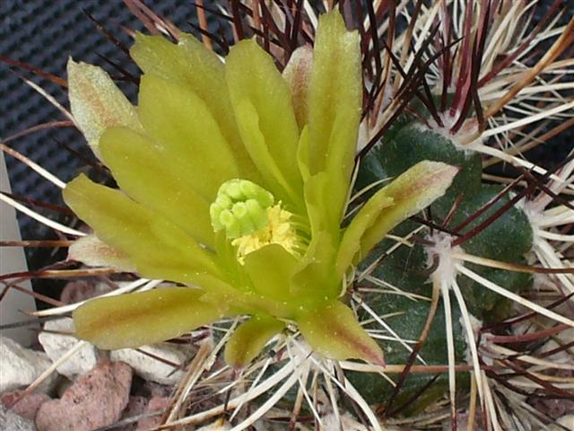 Echinocereus davisii SB 426