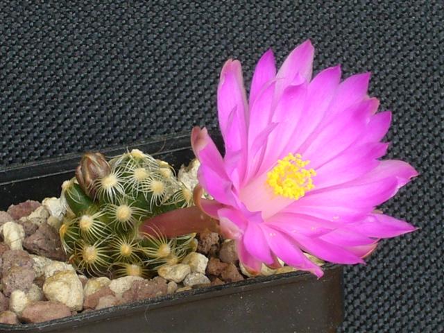 Mammillaria saboae ssp. roczekii 