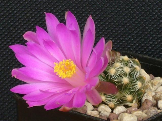 Mammillaria saboae ssp. roczekii 