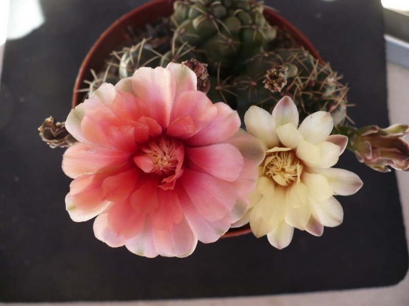 Gymnocalycium baldianum 