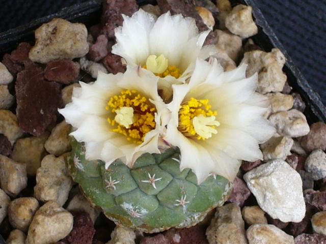 Strombocactus disciformis 