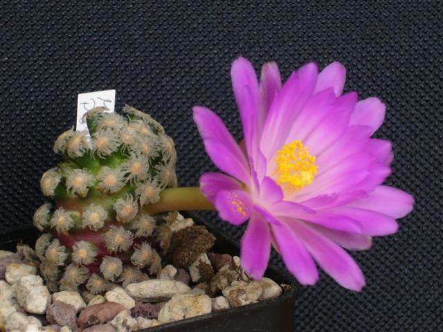 Mammillaria theresae P 370