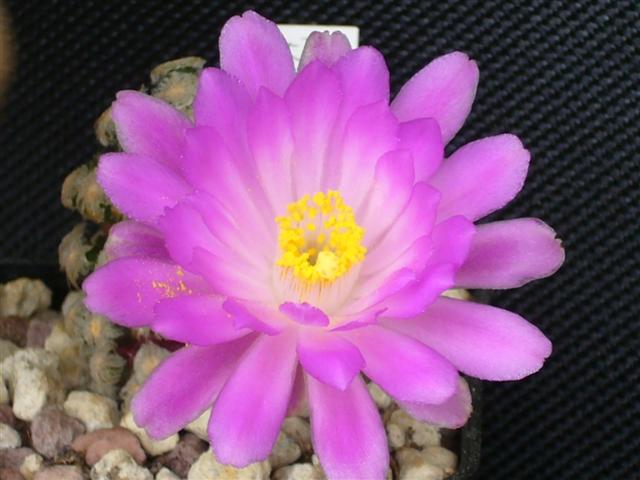 Mammillaria theresae P 370