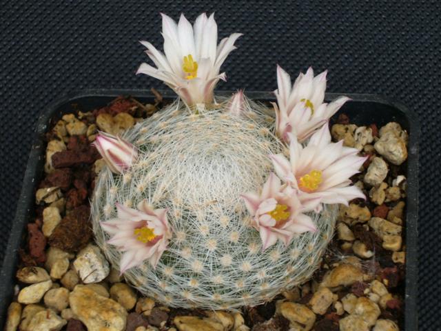 Mammillaria lenta P 296