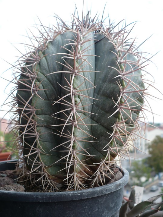 Melocactus azureus 