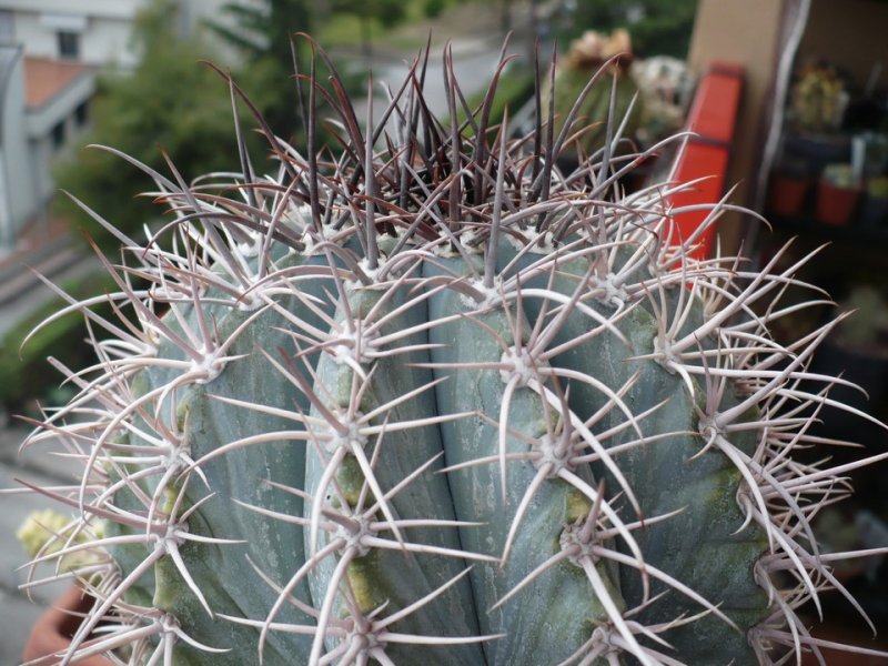 Melocactus azureus 