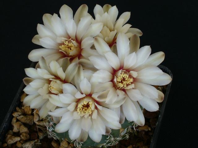 Gymnocalycium stellatum v. scopina 