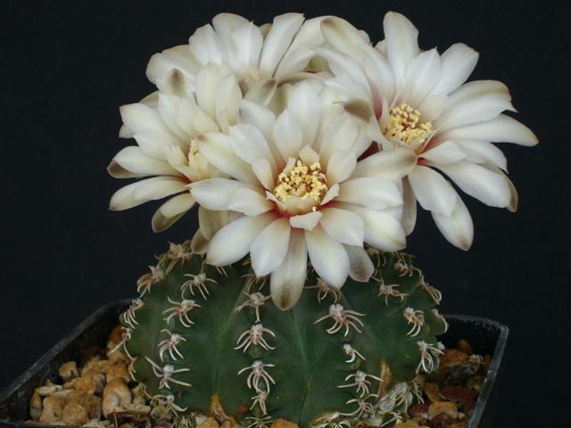 gymnocalycium stellatum v. scopina