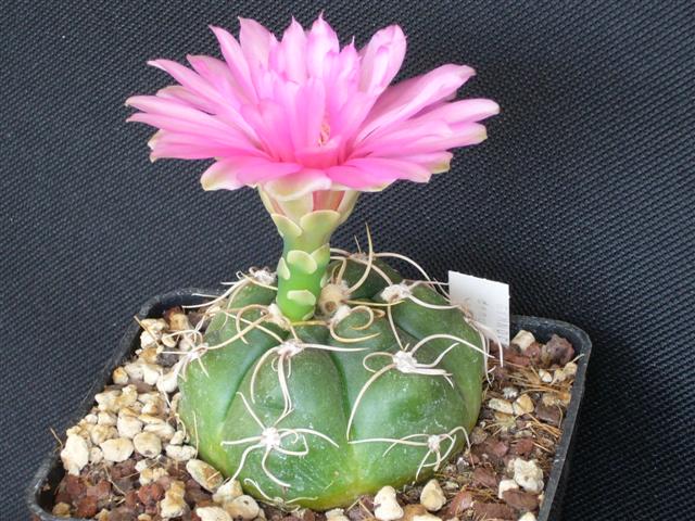 Gymnocalycium denudatum cv. jan suba 