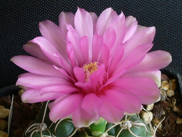 Gymnocalycium denudatum cv. jan suba 