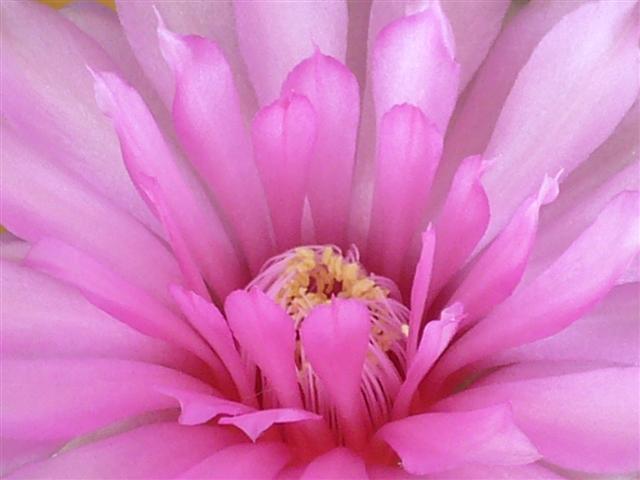 Gymnocalycium denudatum cv. jan suba 