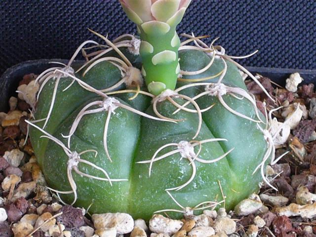 Gymnocalycium denudatum cv. jan suba 