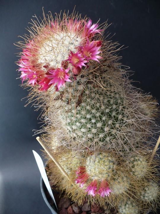 Mammillaria rekoi ssp. leptacantha 