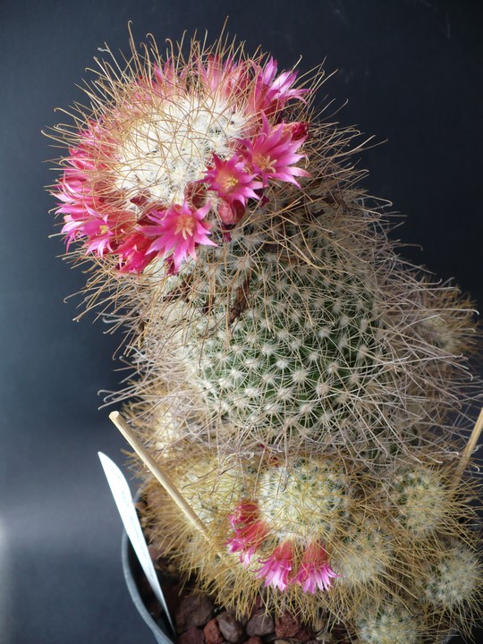 Mammillaria rekoi ssp. leptacantha 