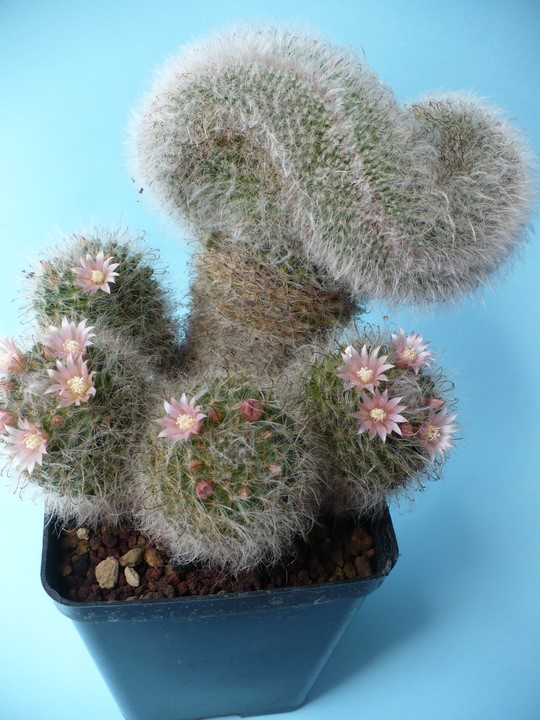 Mammillaria bocasana 