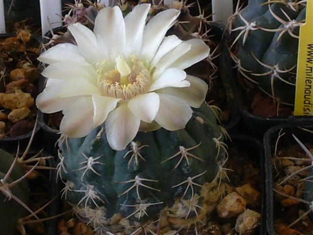 Gymnocalycium uebelmannianum WR 141