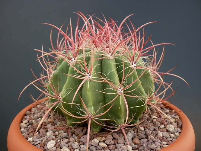 ferocactus pilosus