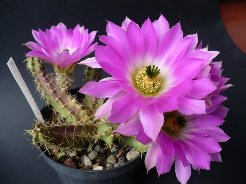 Echinocereus pentalophus 