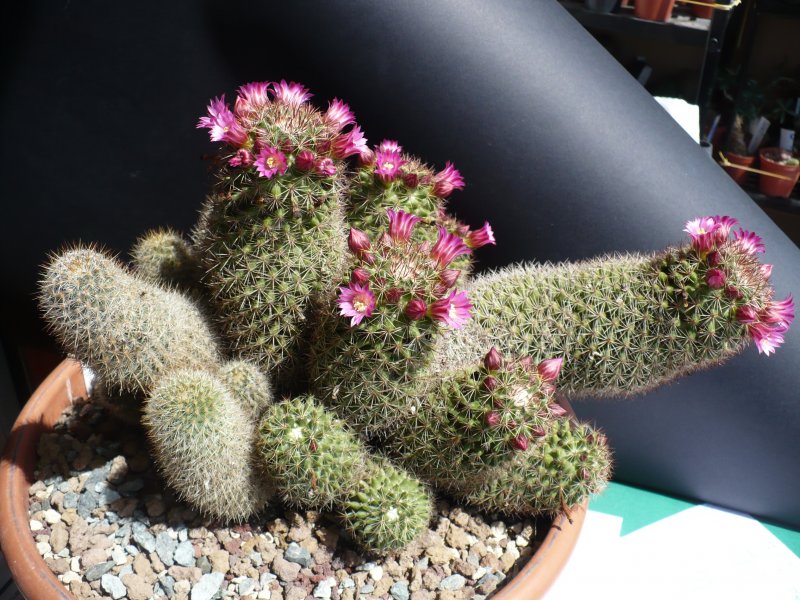 Mammillaria kladiwae 