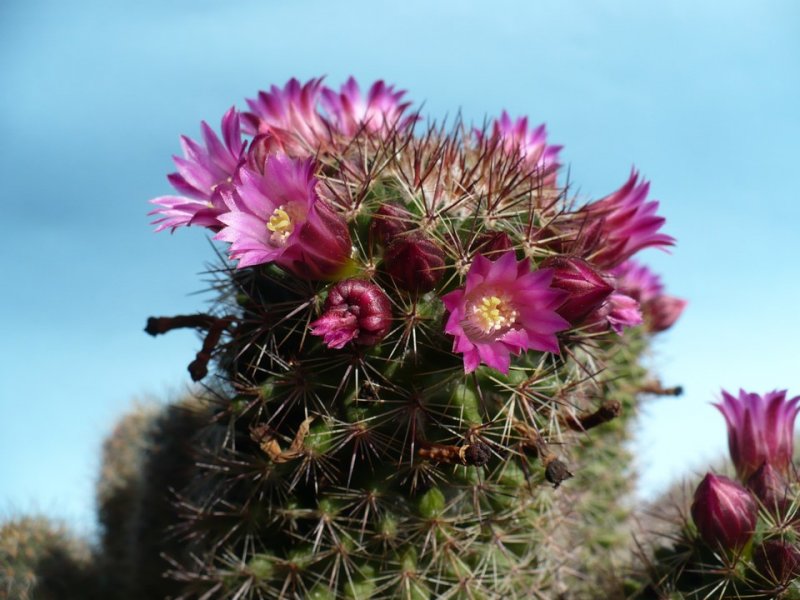 Mammillaria kladiwae 