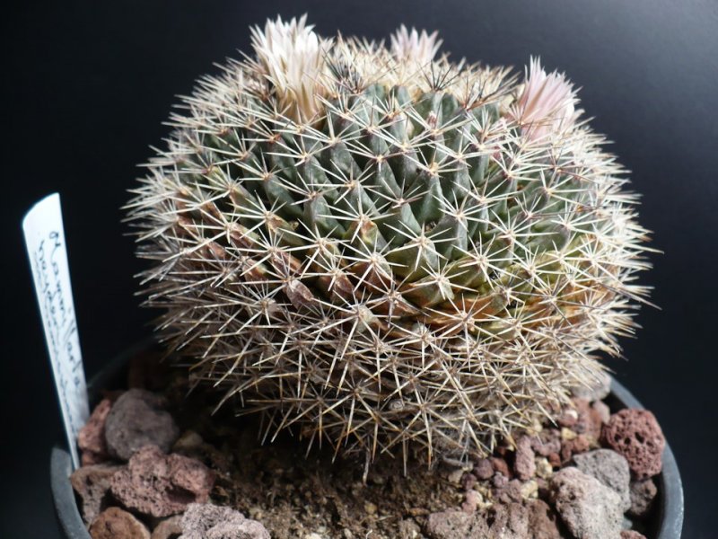 Mammillaria heyderi ssp. hemisphaerica 