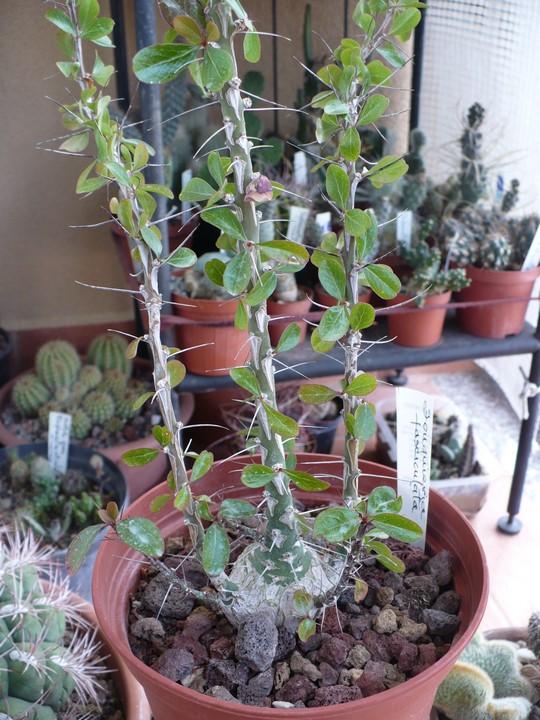 Fouquieria fasciculata 