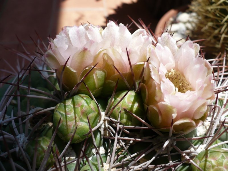 Gymnocalycium saglionis 