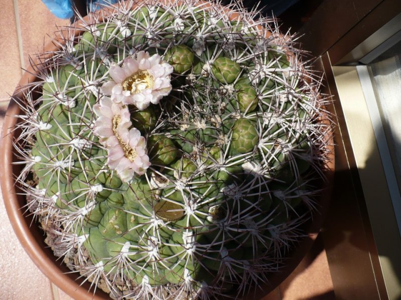 Gymnocalycium saglionis 