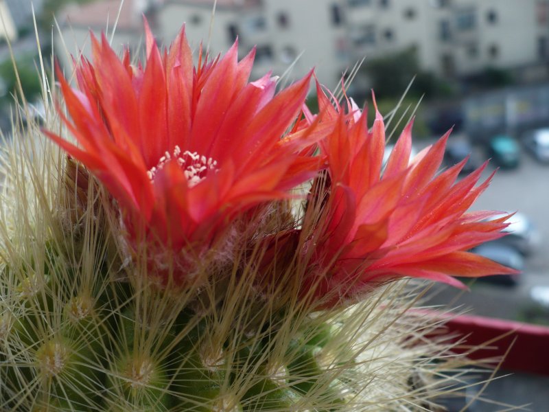 Parodia penicillata 